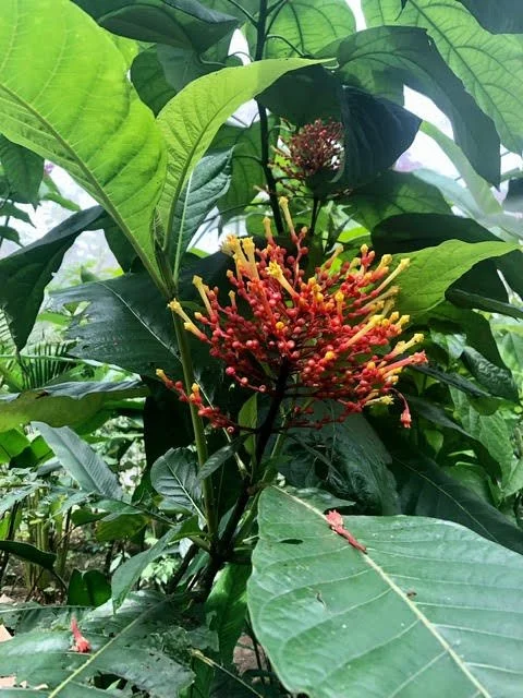 Sowa-Soma-Ayahuasca-Retreats-Costa-Rica-tropical-flower-Isertia-haenkeana.jpg