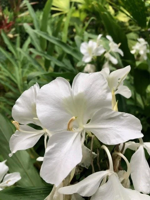Sowa-Soma-Ayahuasca-Retreats-Costa-Rica-jungle-white-flowers-White-Ginger-Lily-Hedychium-Coronarium.jpg