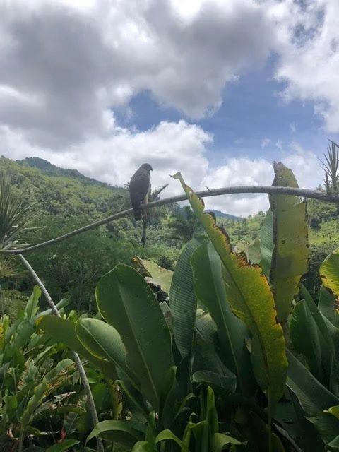 Sowa-Soma-Ayahuasca-Retreats-Costa-Rica-jungle-hawk.jpg