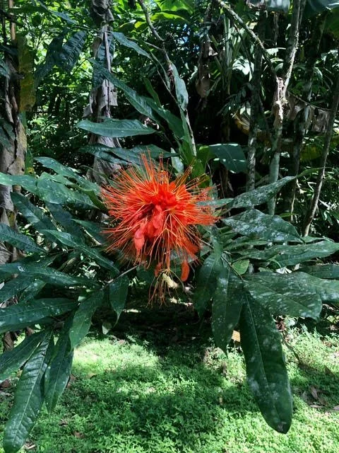 Sowa-Soma-Ayahuasca-Retreats-Costa-Rica-jungle-red-flower-Brownea-rosa-de-monte.jpg