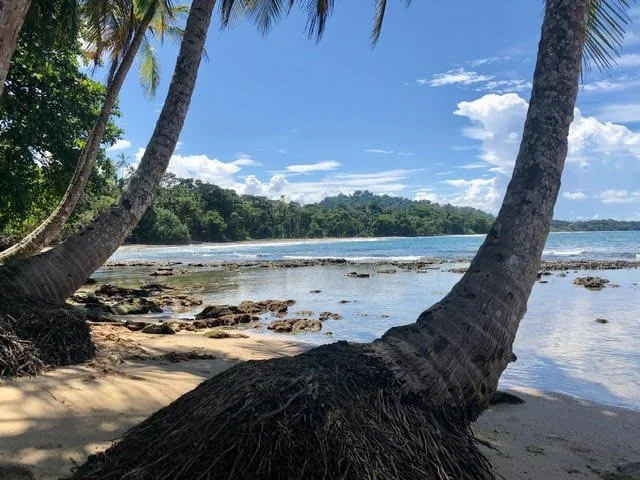 Sowa-Soma-Ayahuasca-Retreats-Costa-Rica-jungle-beach-palm-trees.jpg