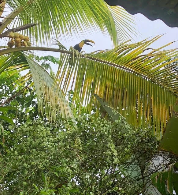 Sowa-Soma-Ayahuasca-Retreats-Costa-Rica-jungle-toucan.jpg