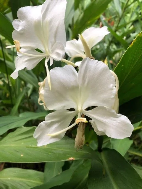 Sowa-Soma-Ayahuasca-Retreats-Costa-Rica-jungle-white-flowers-White-Ginger-Lily-Hedychium-Coronarium-2.jpg