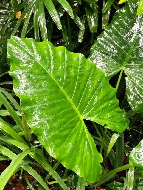 Sowa-Soma-Ayahuasca-Retreats-Costa-Rica-taro-leaves-jungle.jpg