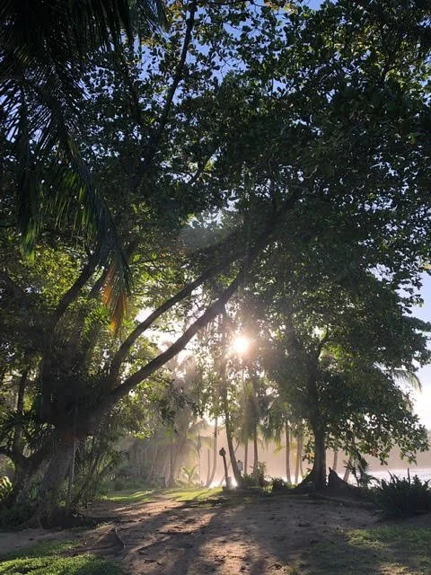 Sowa-Soma-Ayahuasca-Retreats-Costa-Rica-jungle-sunrise.jpg