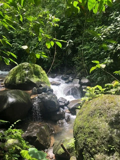 Sowa-Soma-Ayahuasca-Retreats-Costa-Rica-waterfall-rocks-jungle-moss.jpg