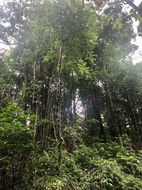Sowa-Soma-Ayahuasca-Retreats-Costa-Rica-jungle-bamboo-2.jpg