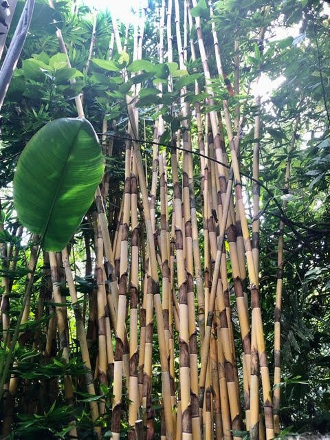 Sowa-Soma-Ayahuasca-Retreats-Costa-Rica-jungle-bamboo.jpg