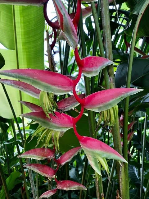 Sowa-Soma-Ayahuasca-Retreats-Costa-Rica-jungle-heliconia-chartacea-sexy-pink.jpg