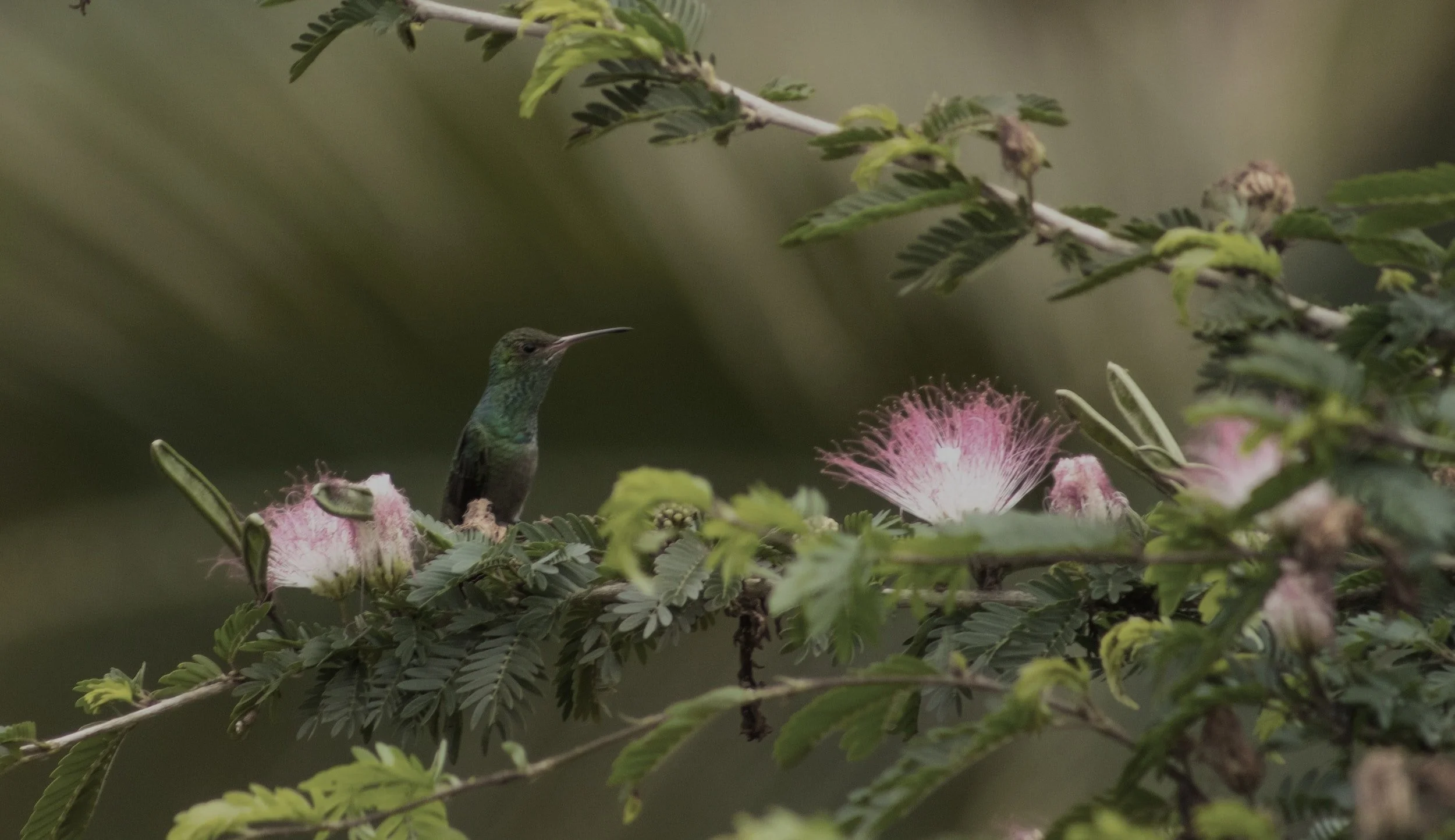 A tree branch with green leaves and bright pink fluffy flowers on it, a humming bird is hovering next to the bobinsana flower