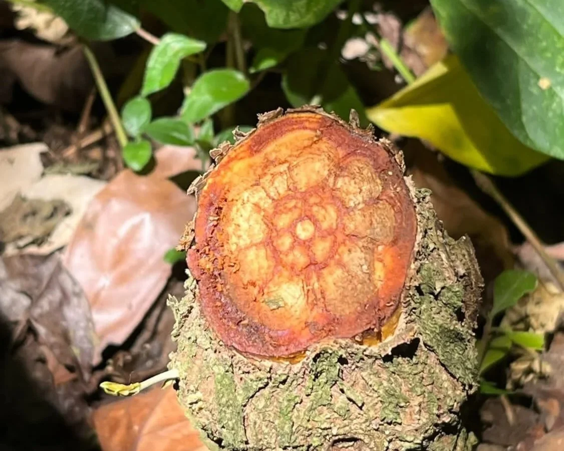 A sliced through Ayahuasca vine, the caapi vine is grown locally and used in the plant medicine brew at our plant medicine retreat costa rica