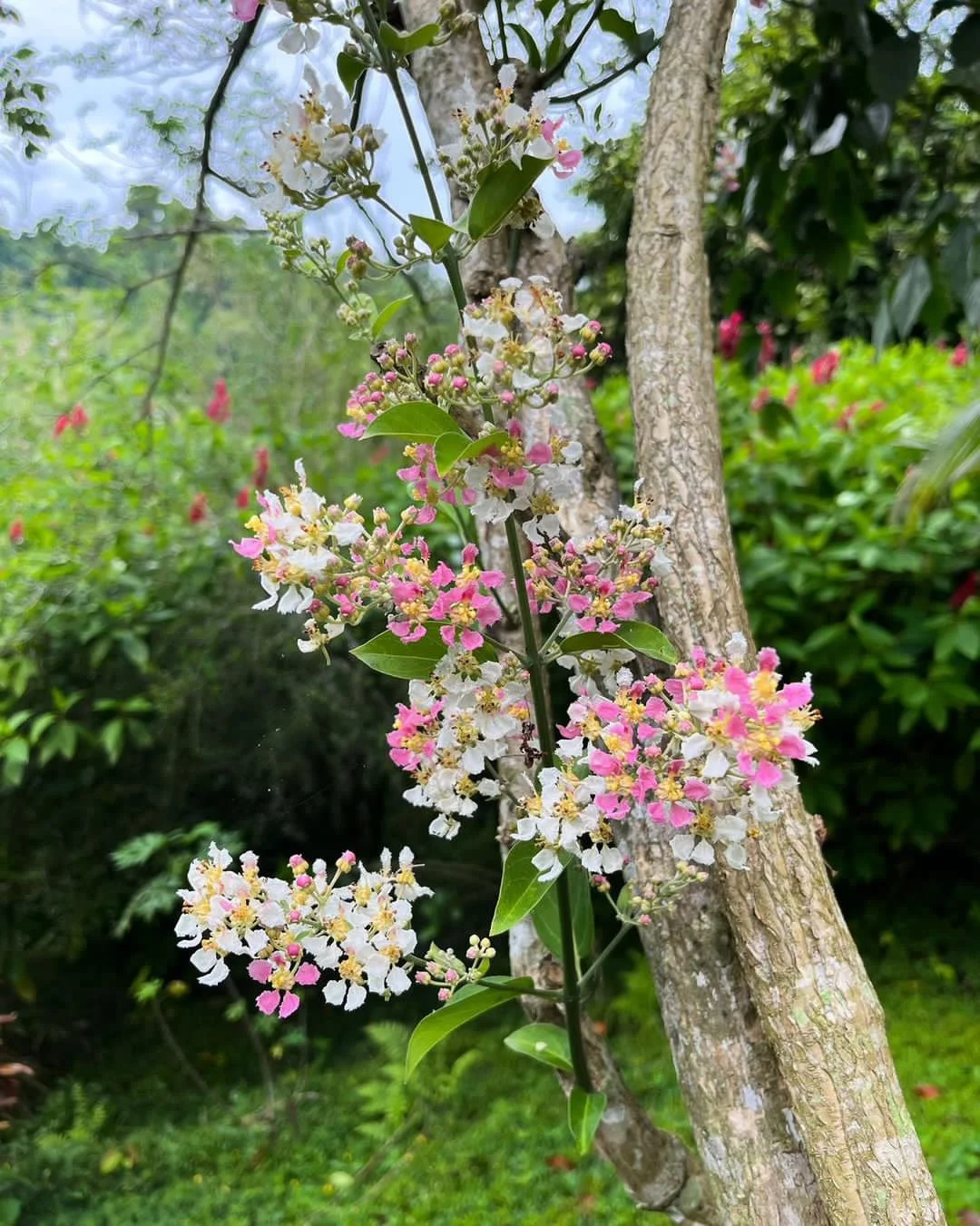 White and pink blossom on an Ayahuasca vine