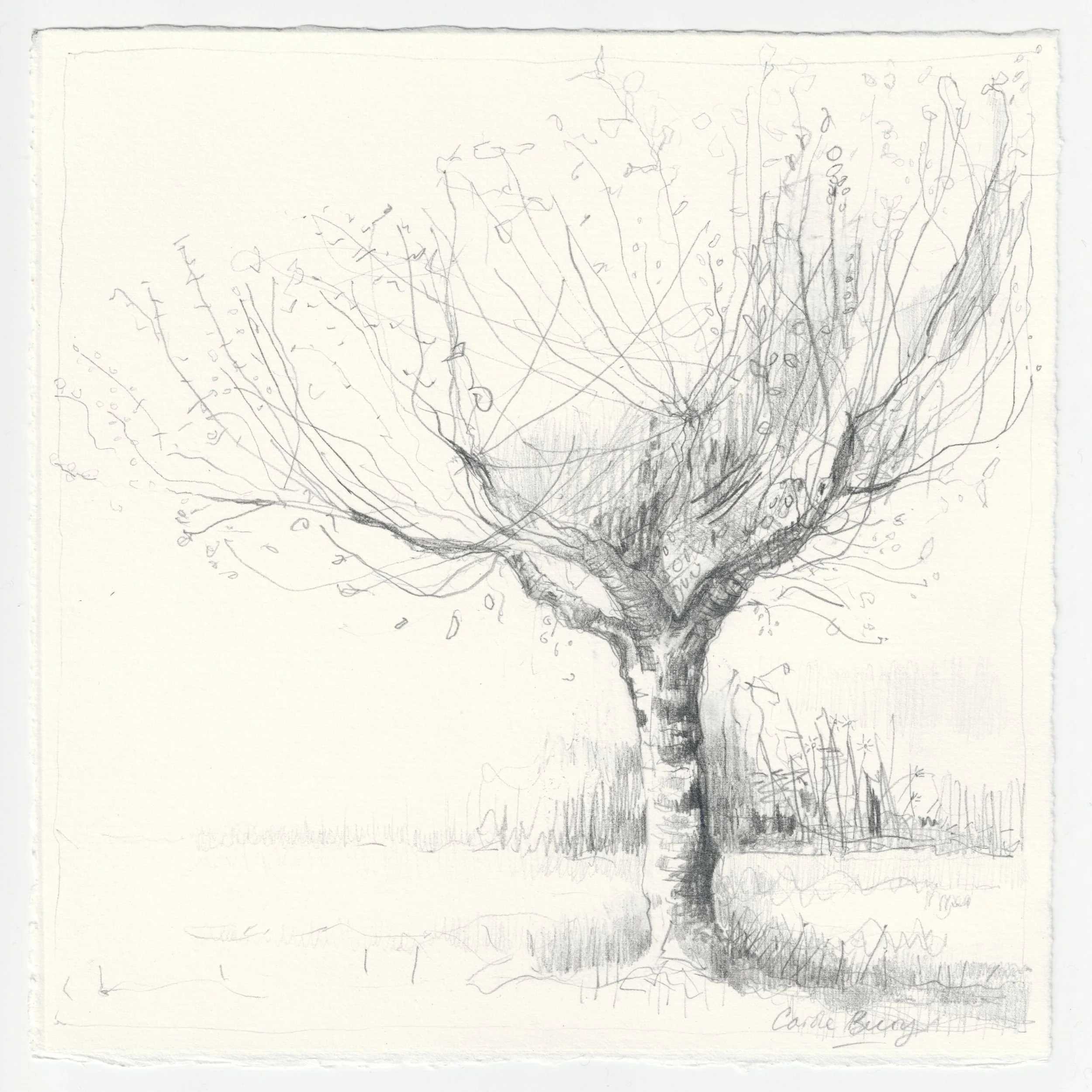 Carole Bury. 'Apple Season' The Heritage Orchard Rococo Garden, Painswick. pencil drawing 20x20cm. framed 30 x 30cm.
BLOOM Bannatyne Hotel, Hastings. Until 16 September 2026