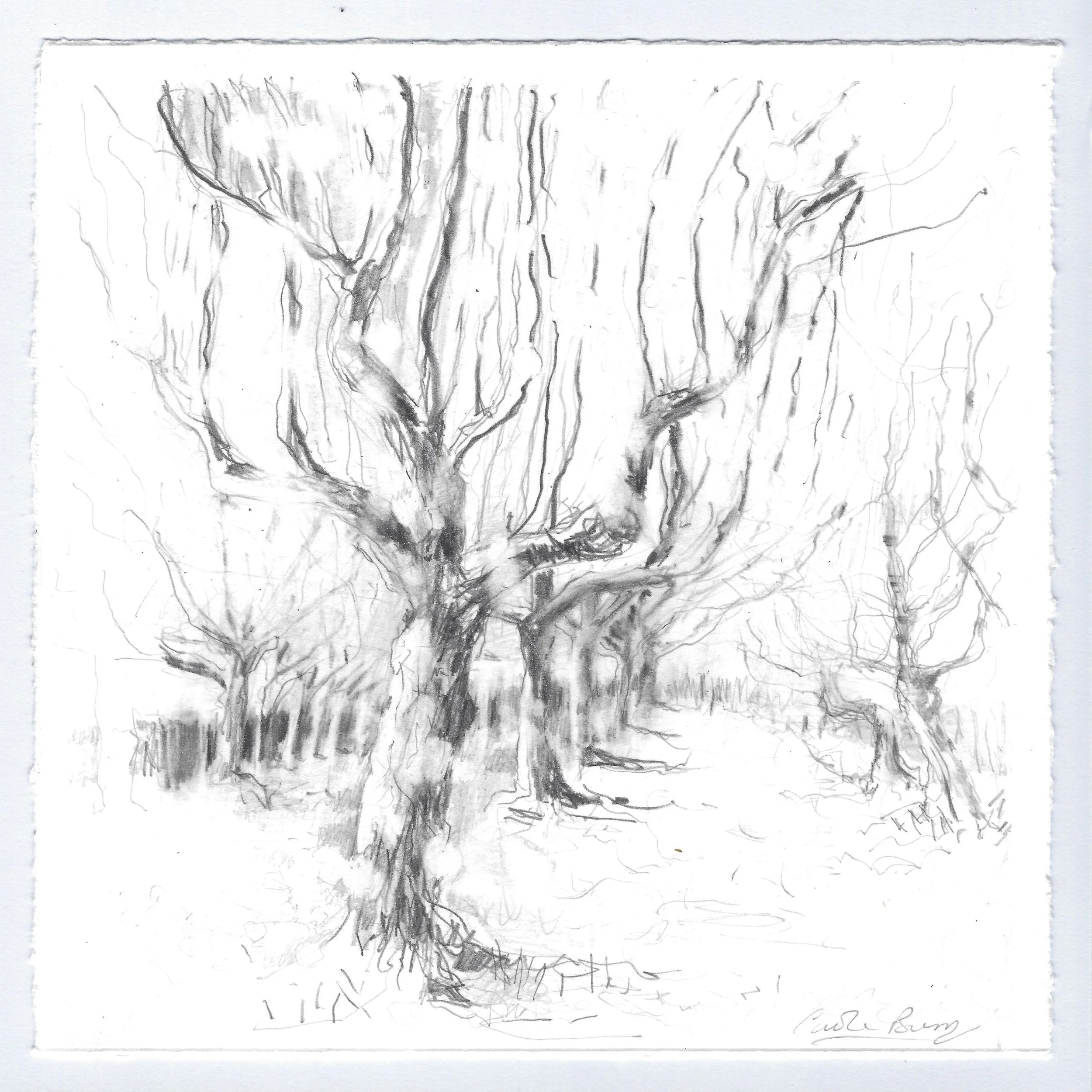 Carole Bury. 'Nothing Speaks Loudly' The Heritage Orchard Rococo Garden. pencil drawing 20x20cm. framed 30 x 30cm.
BLOOM Bannatyne Hotel, Hastings. Until 16 September 2026