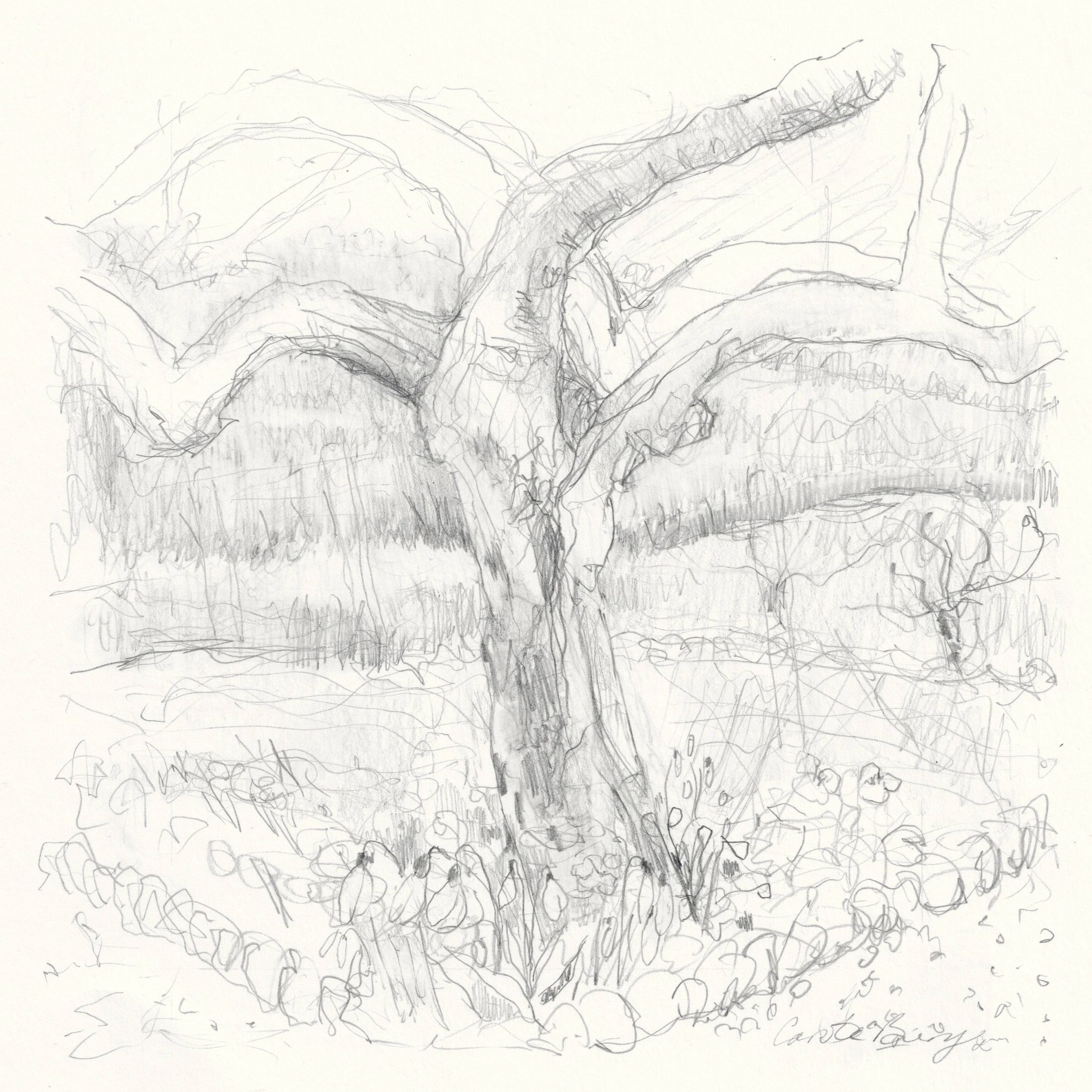 Carole Bury 'The Corner Medlar Tree' Pencil drawing. Cerney Walled Garden. framed 30 x 30cm.
RHS Chelsea - PURE FINE ART - stand RHW248