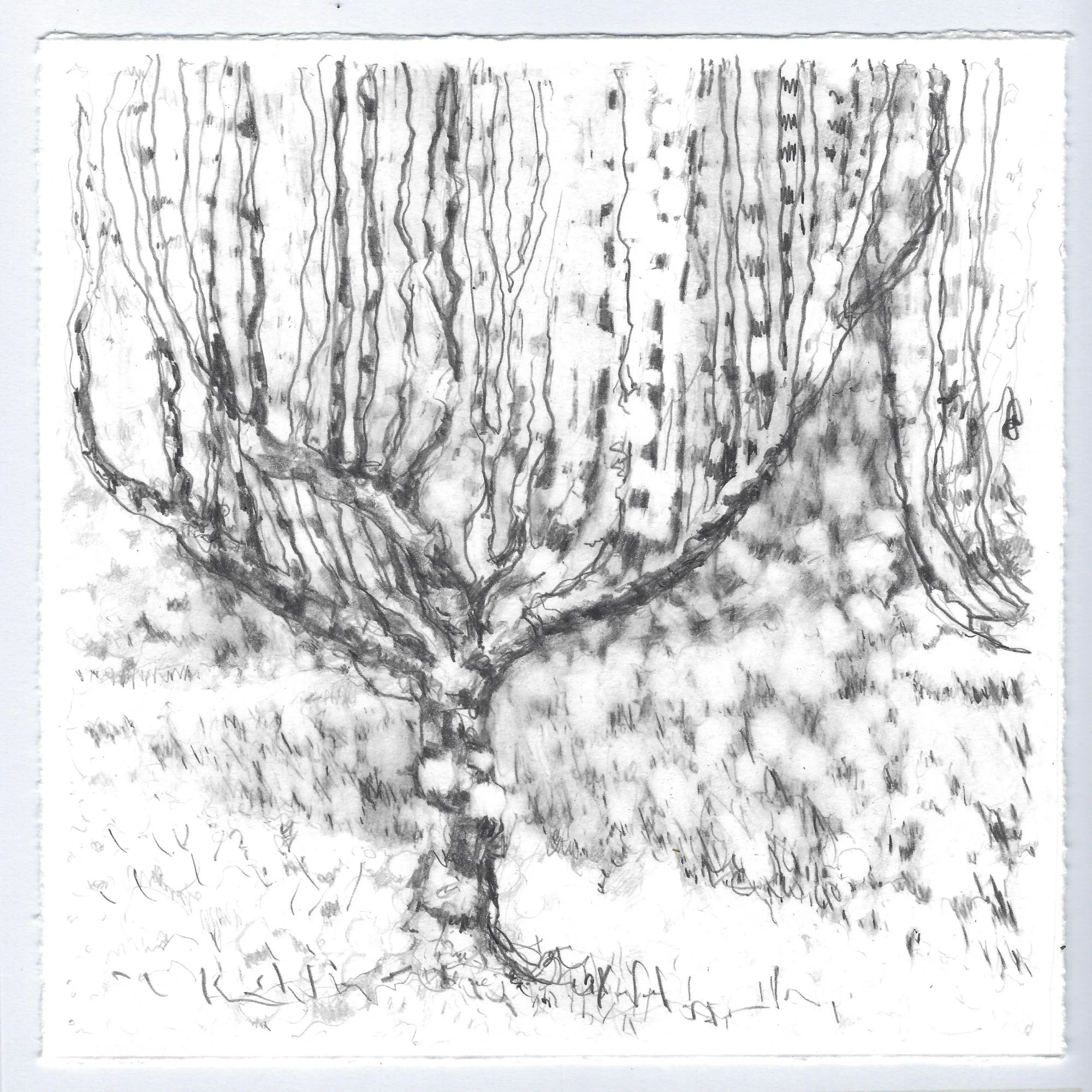 Carole Bury. 'Resting' The Heritage Orchard Rococo Garden. pencil drawing 20x20cm. framed 30 x 30cm.
BLOOM Bannatyne Hotel, Hastings. Until 16 September 2026
