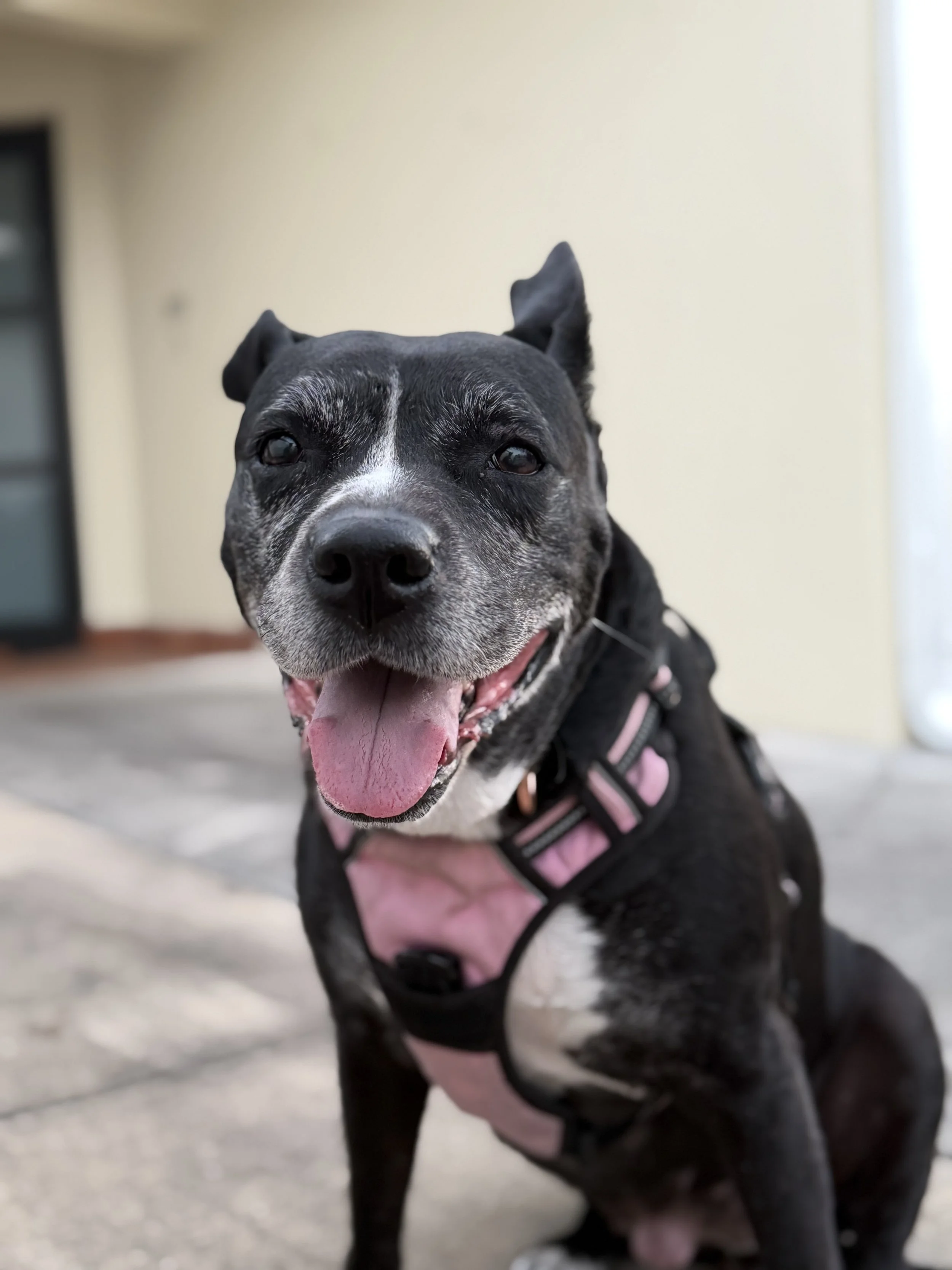 Close-up of a happy black and white dog with a pink harness, sitting outside on a concrete surface with a blurred background of a yellow wall and a window.