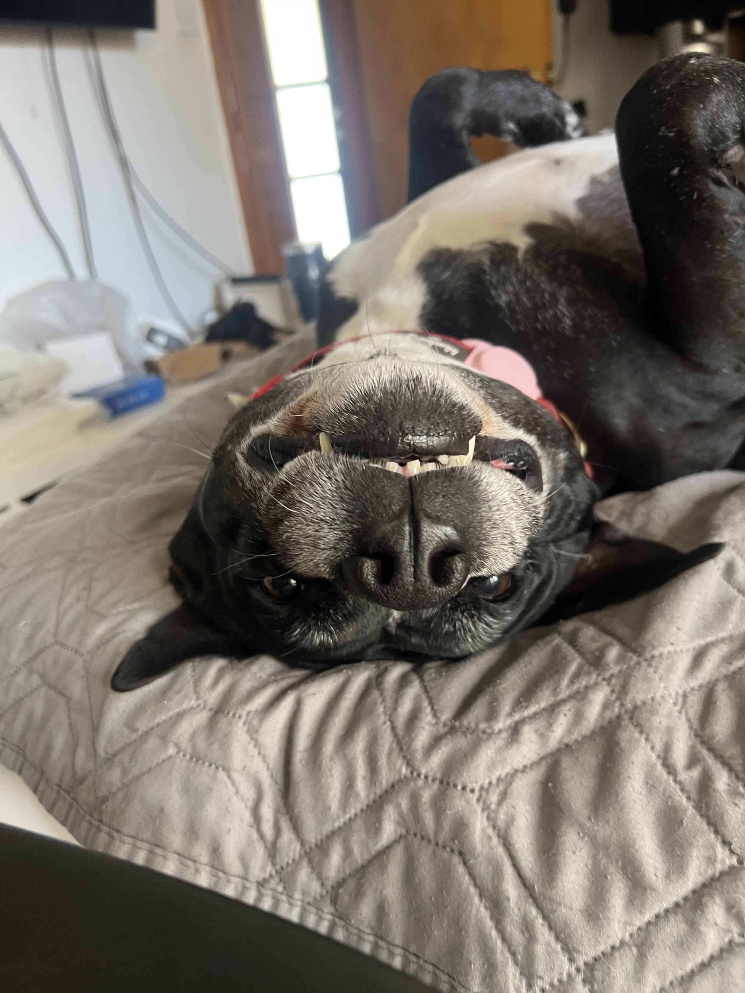 A black and white dog lying upside-down on a quilted bedspread, smiling with its teeth showing and looking at the camera.