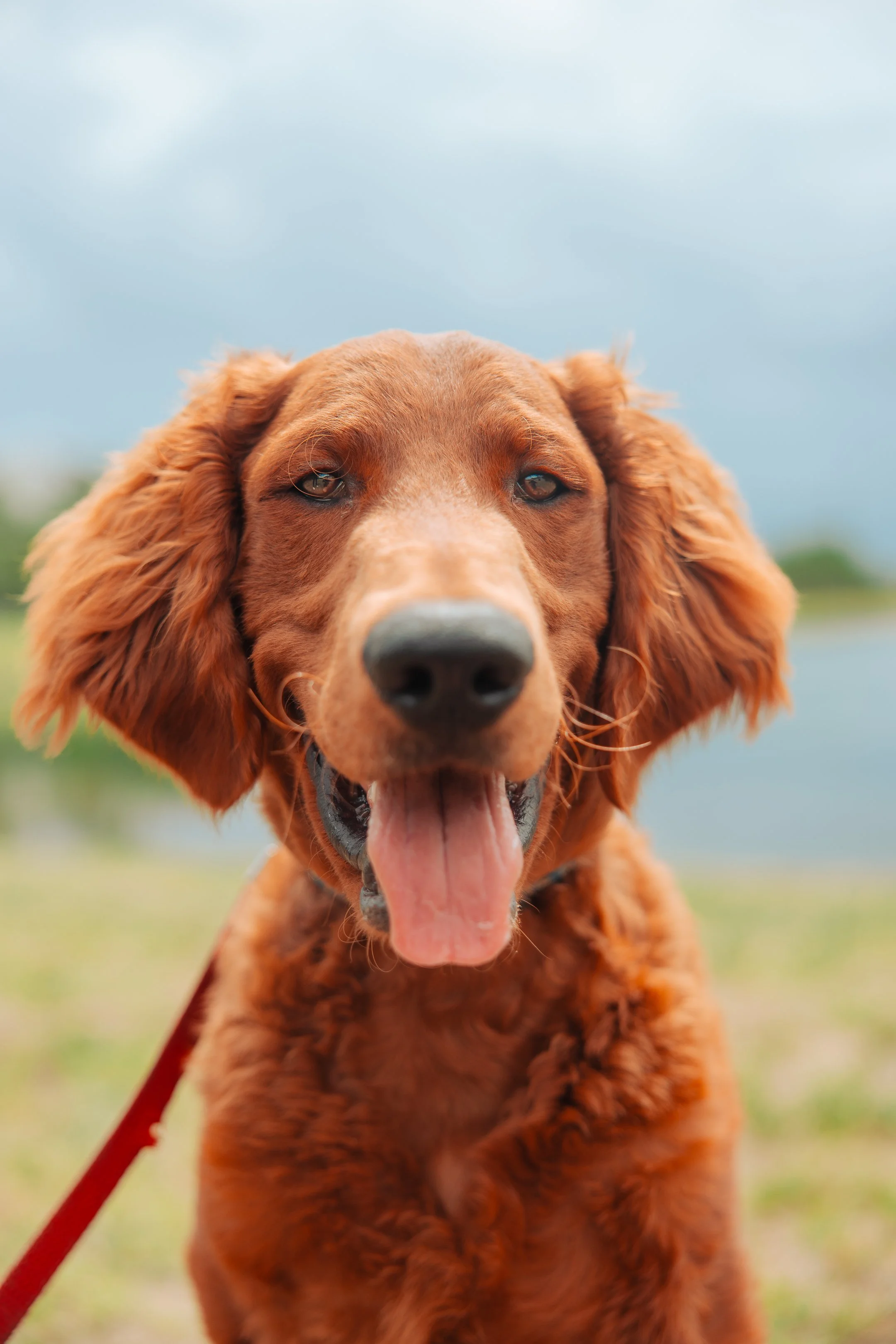 Close-up of a happy, brown, long-haired dog with its tongue out, outdoors with a cloudy sky and water in the background.