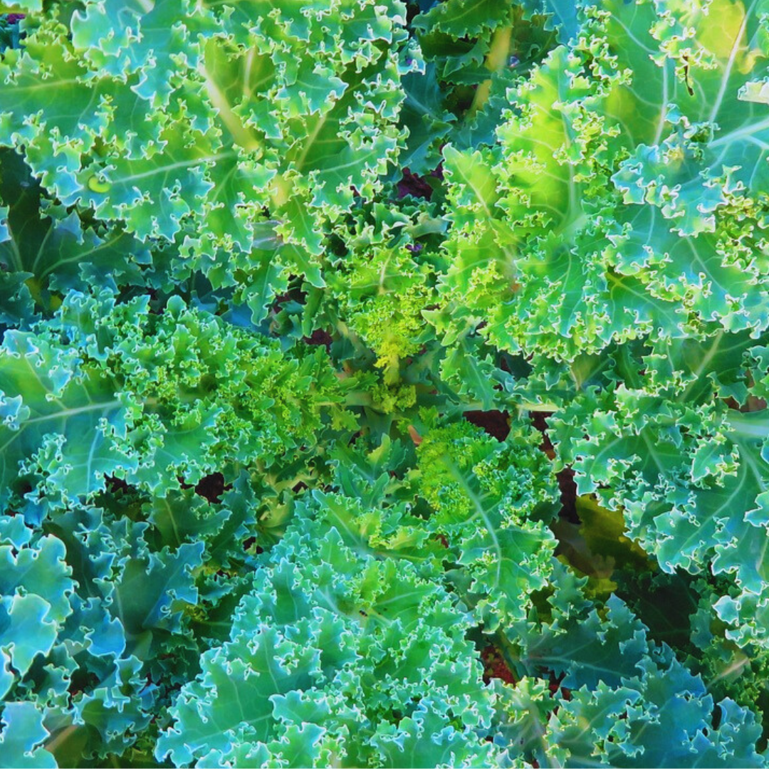 Unleash the Power of Kale with Our Tahini Kale Salad Recipe!