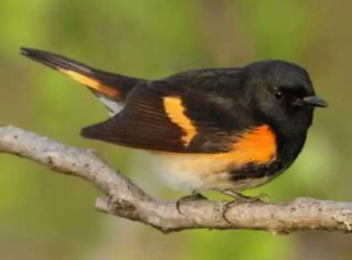 nature apps bird