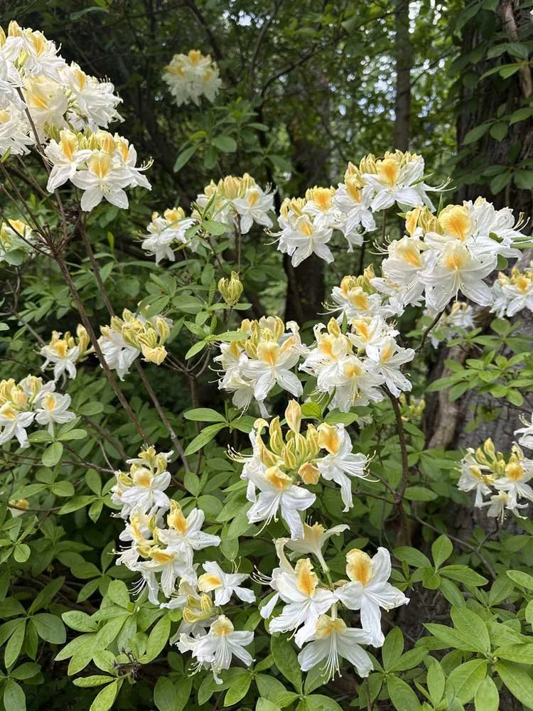 Arlington Mag- invasive plants