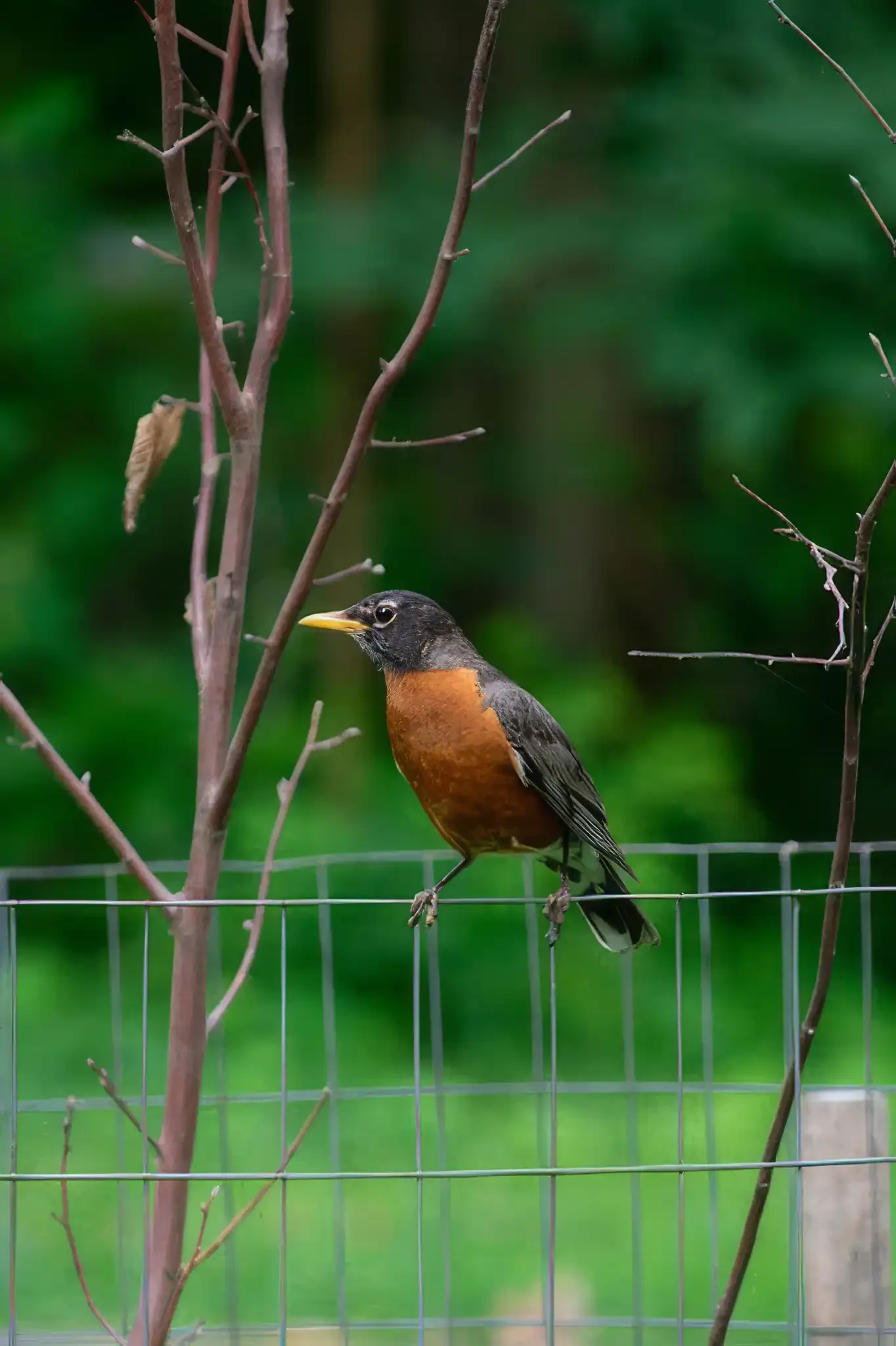American robin bird