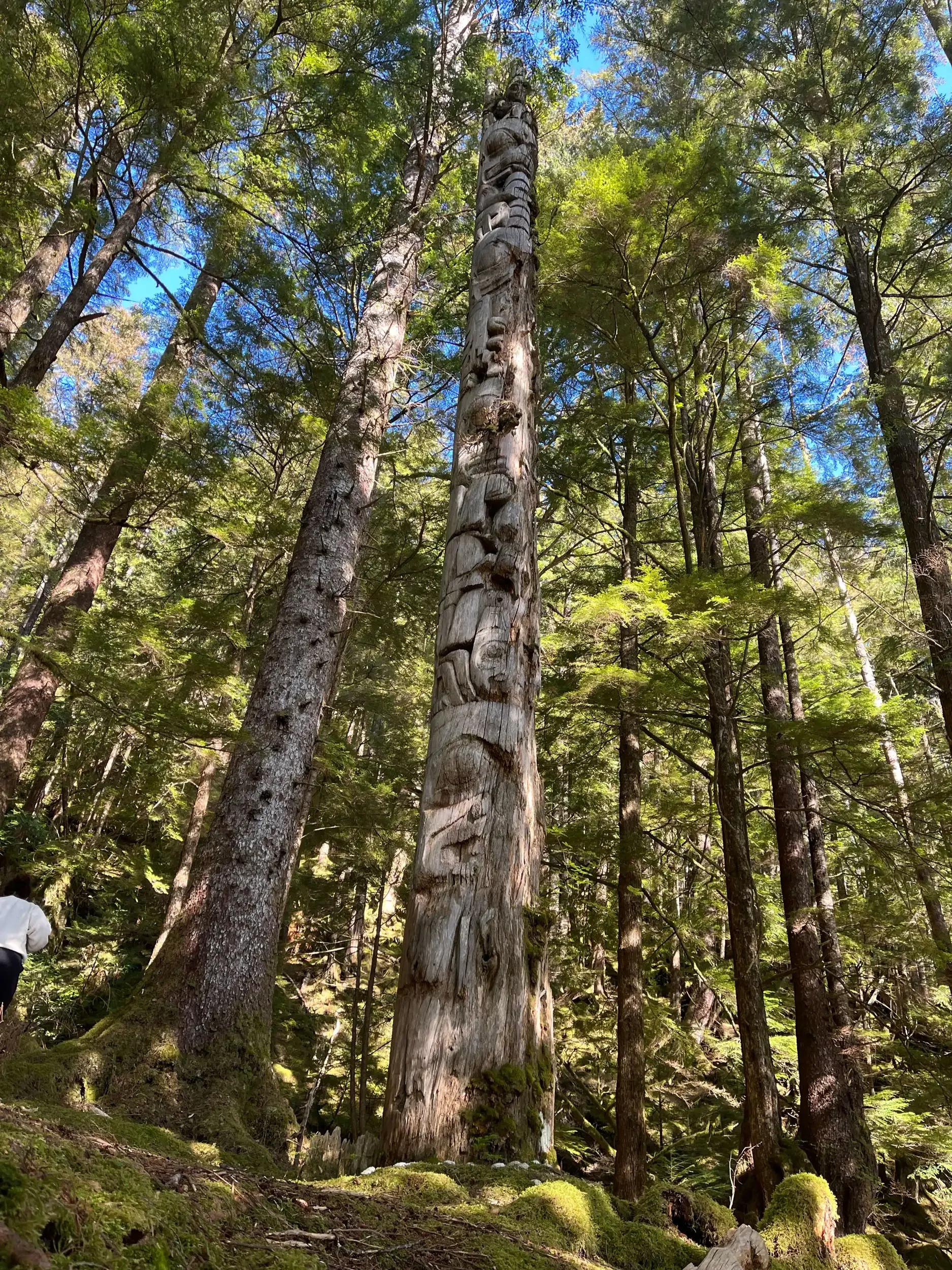 forest wellness