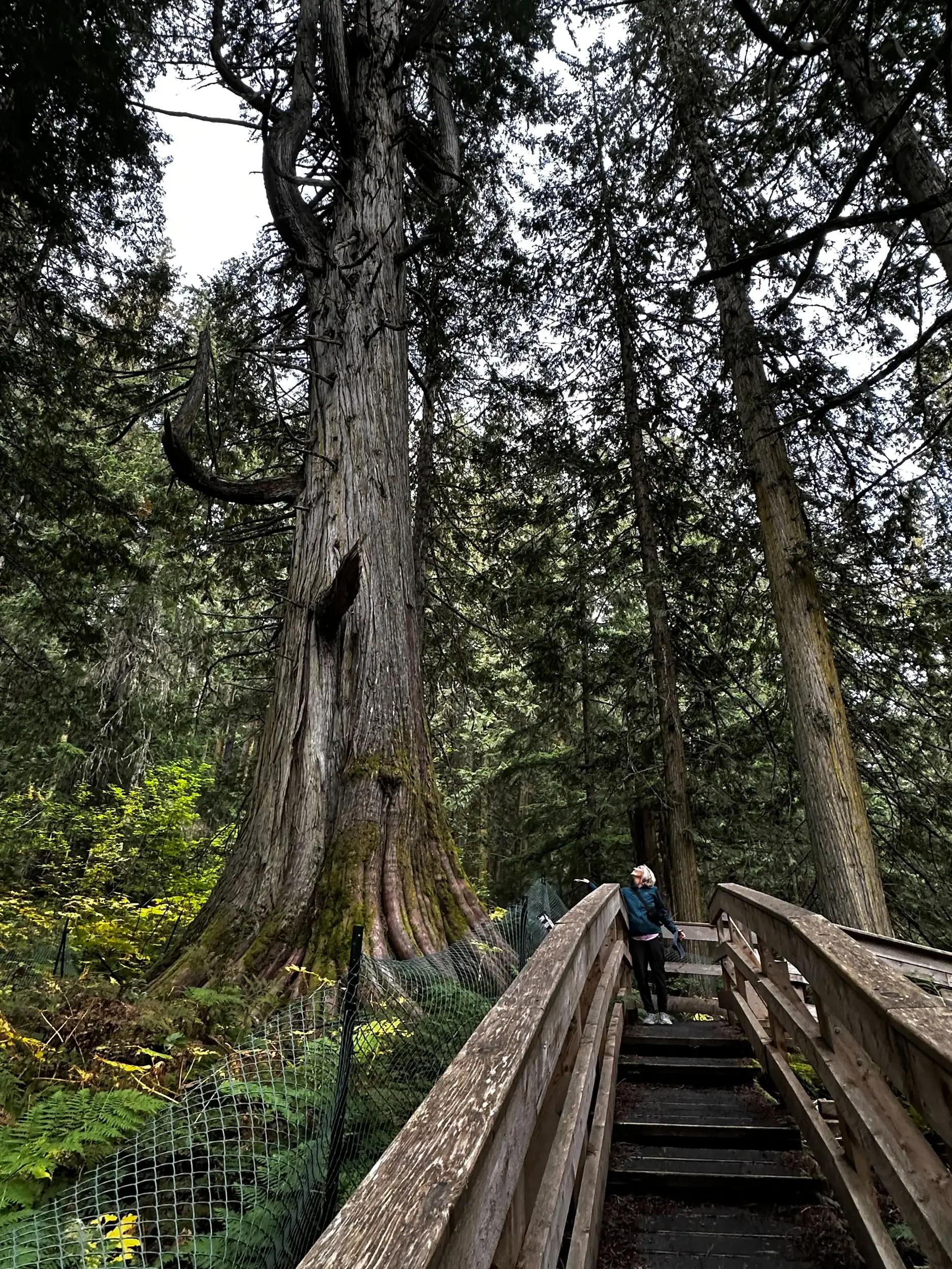 old growth forest