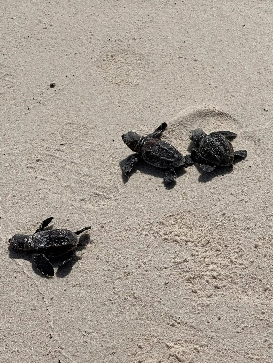turtle hatching