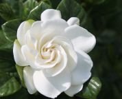GARDENIA1.jpg