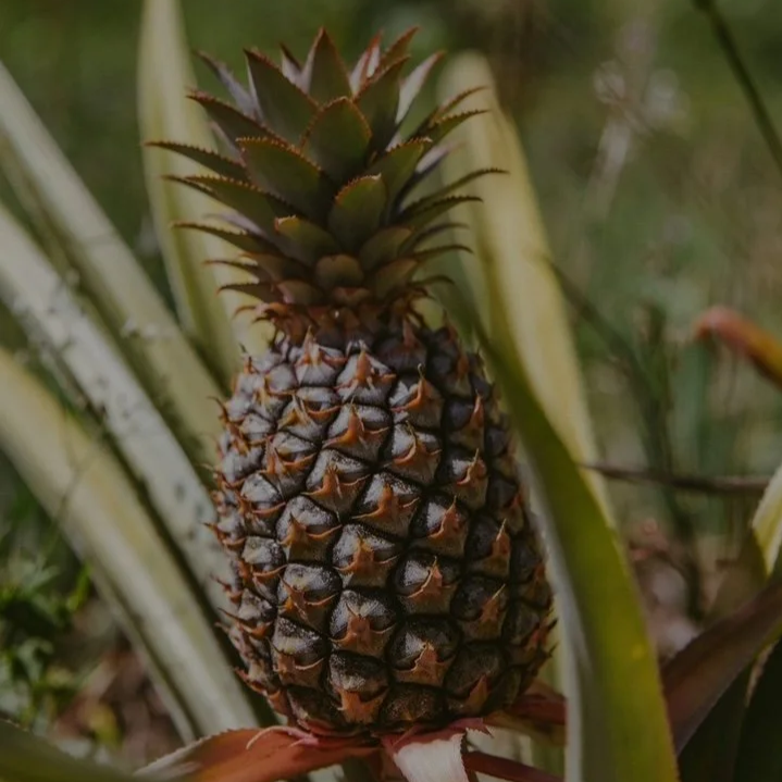 Pineapple.png