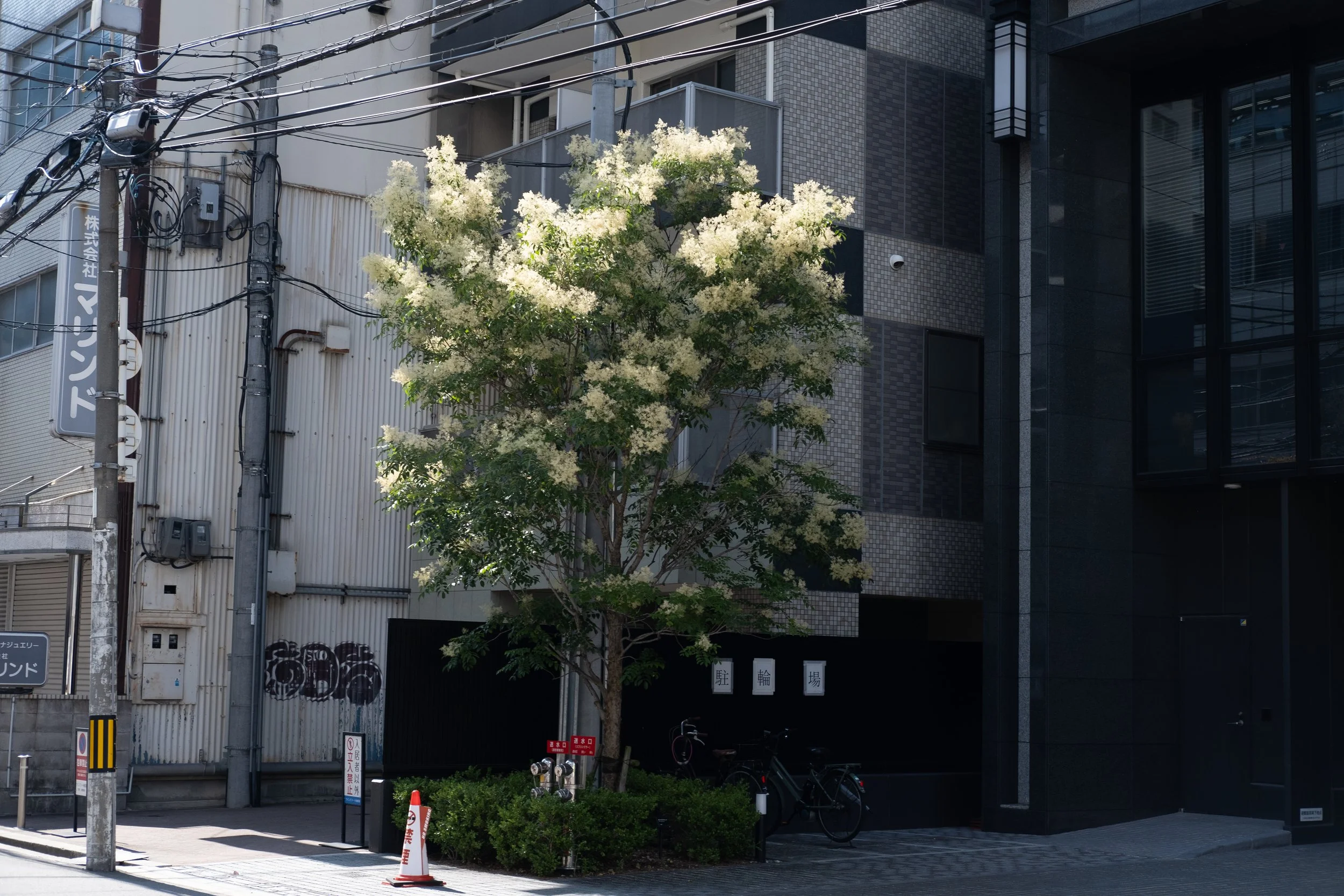 DSCF7770.jpg