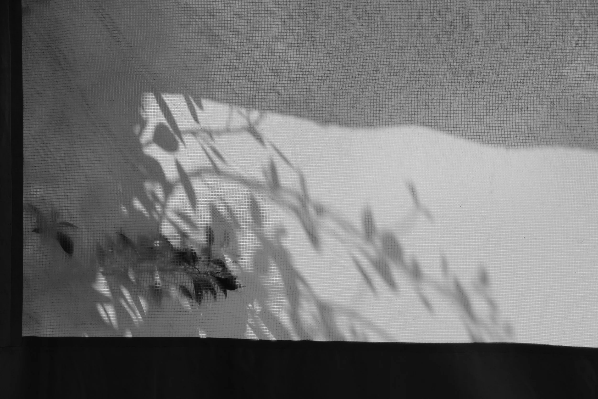 DSCF3795.jpg