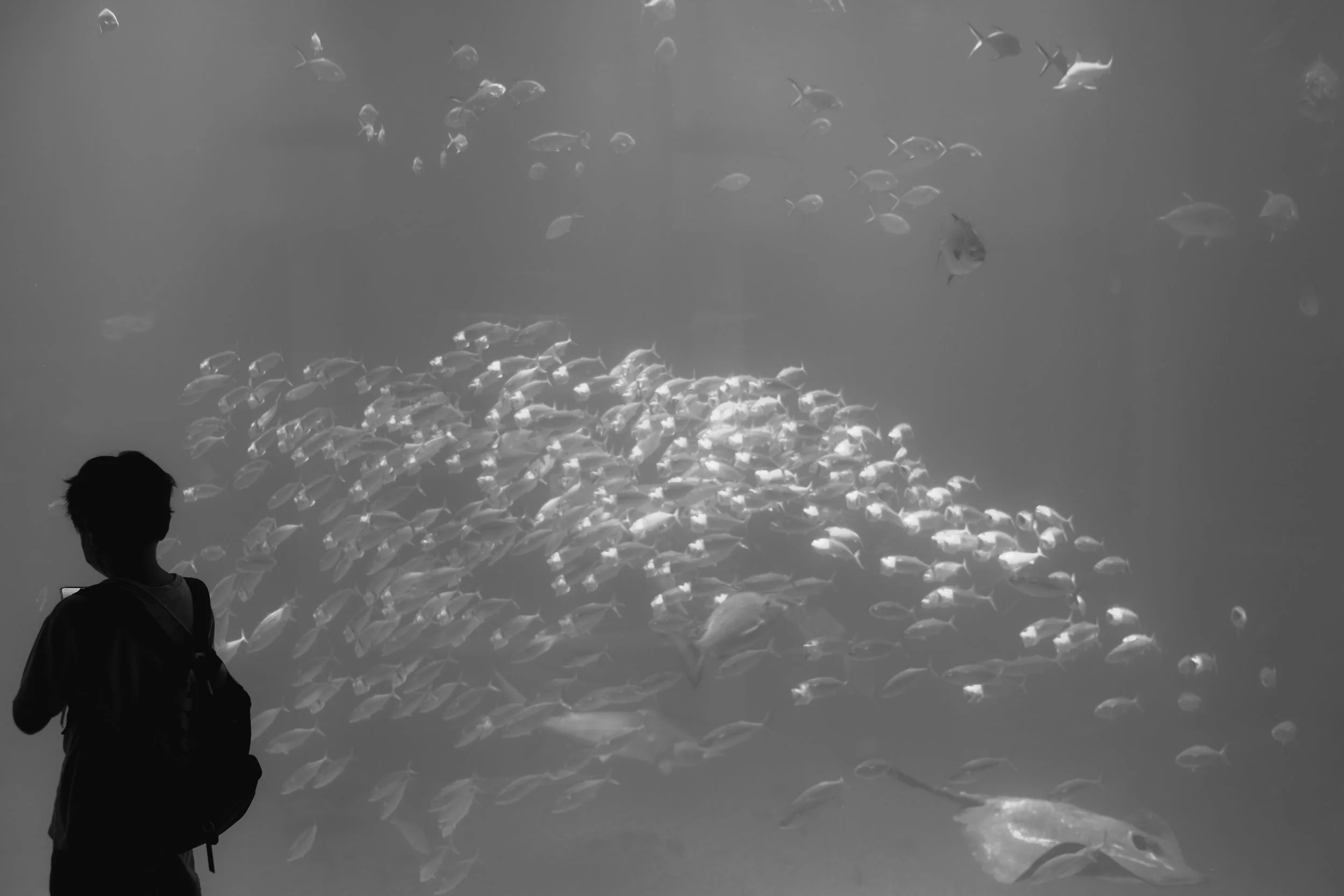 DSCF4581.jpg
