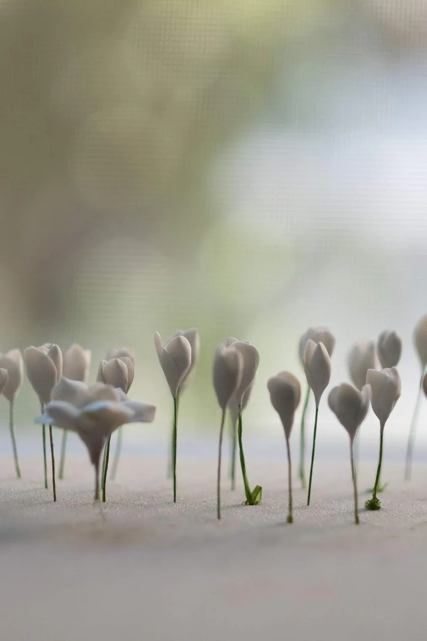 Close-up of delicate white flower buds on thin green stems, standing upright on a soft, blurred background.