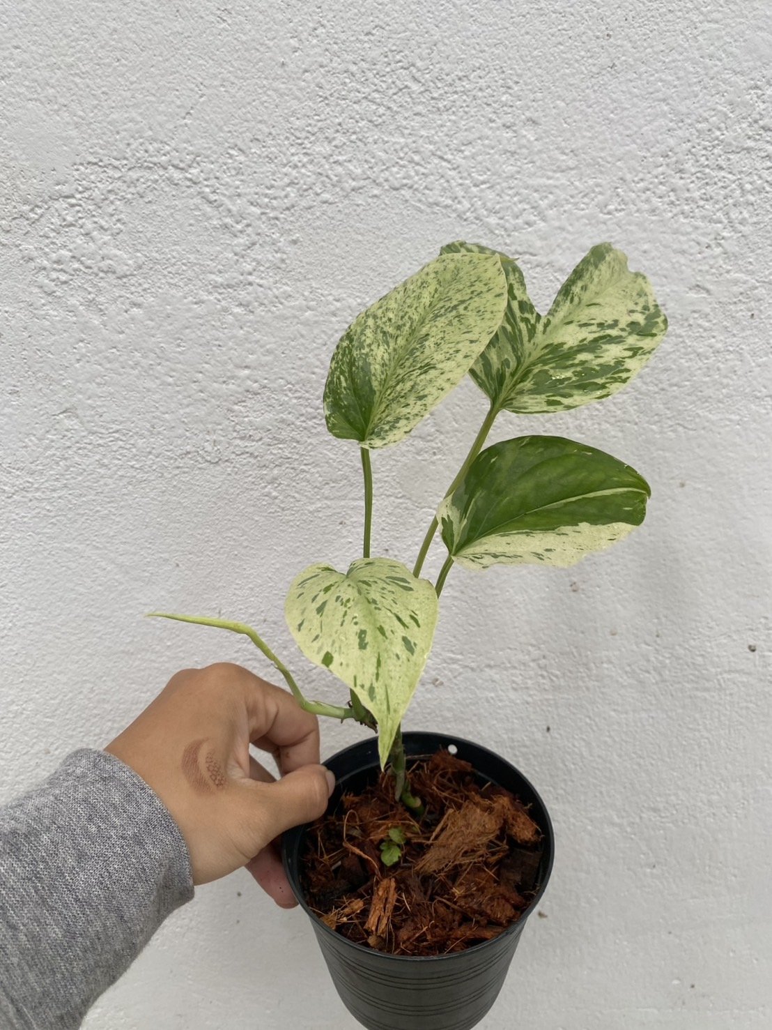 1 Amydrium mint e.jpg