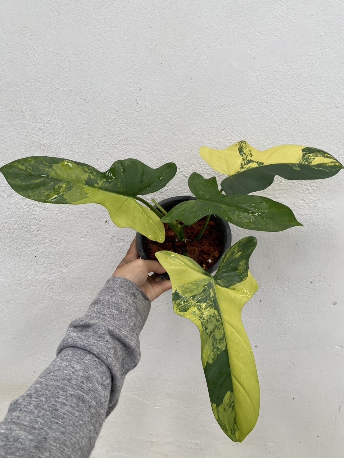 9 Bipennifolium a.jpg