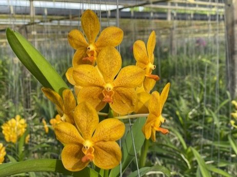 26. Bronze Butterfly x Thai Spot Swn-529.jpeg