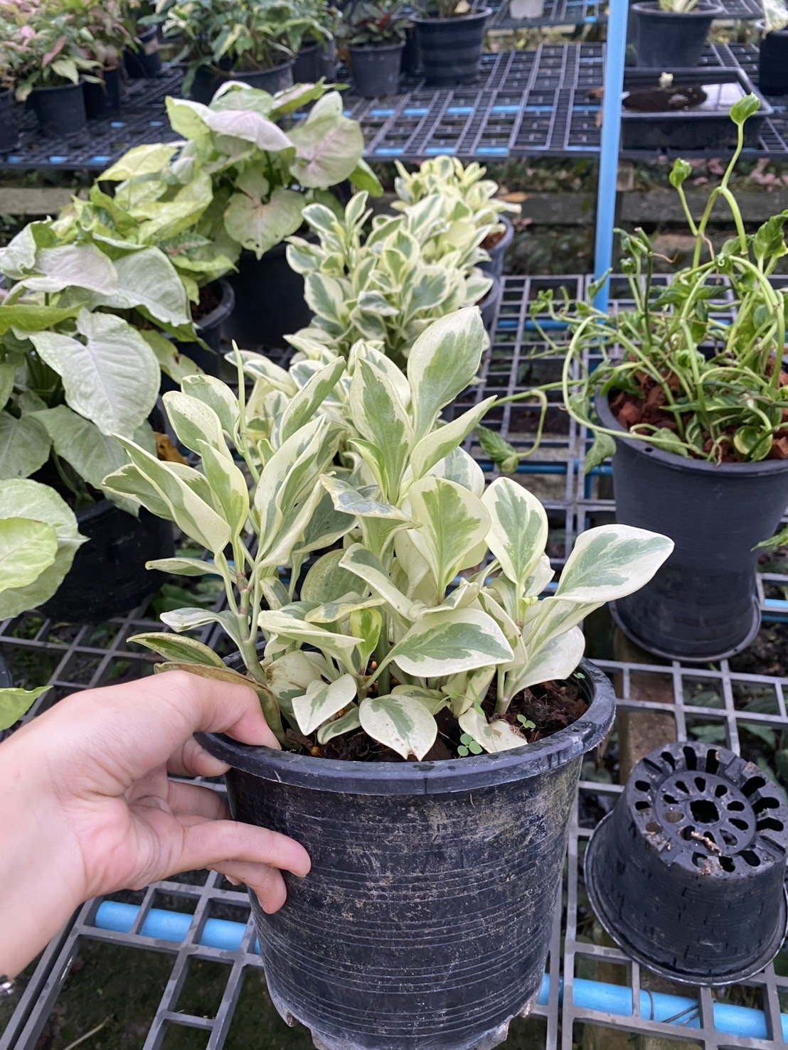 1 Albo Marginata f.jpg