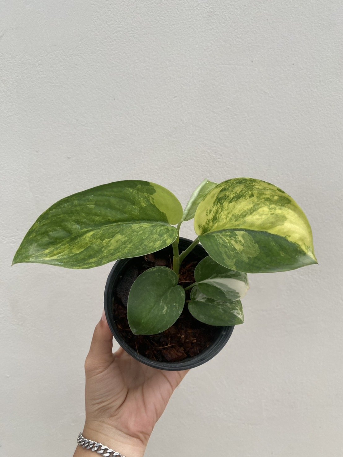 6 Jade satin c.jpg