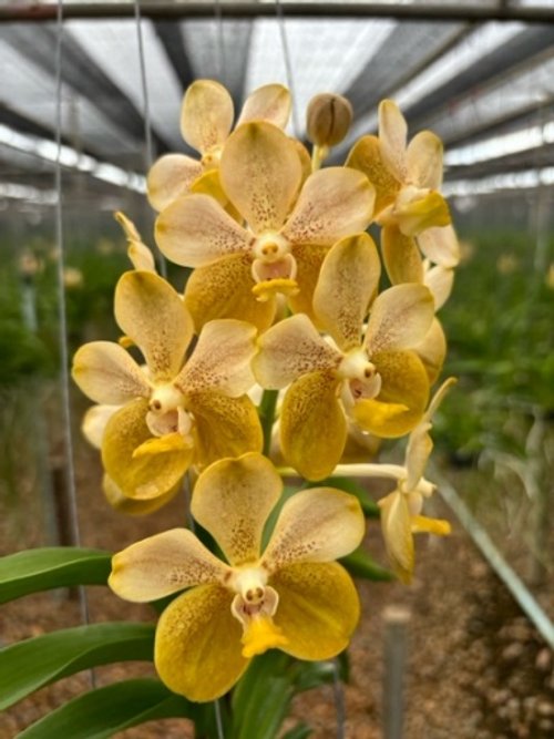 27. Bronze Butterfly x Thai Spot Sk-102.jpeg