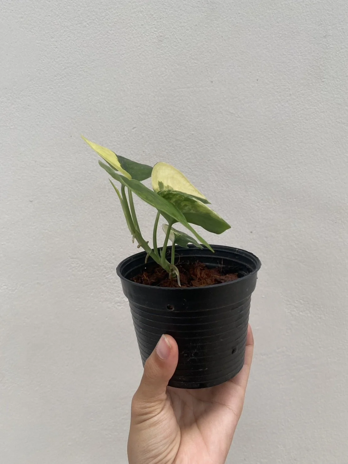 6 Jade satin f.jpg