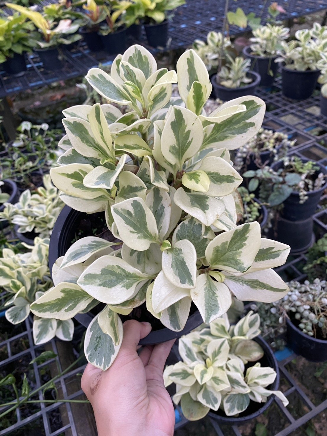 1 Albo Marginata a.jpg