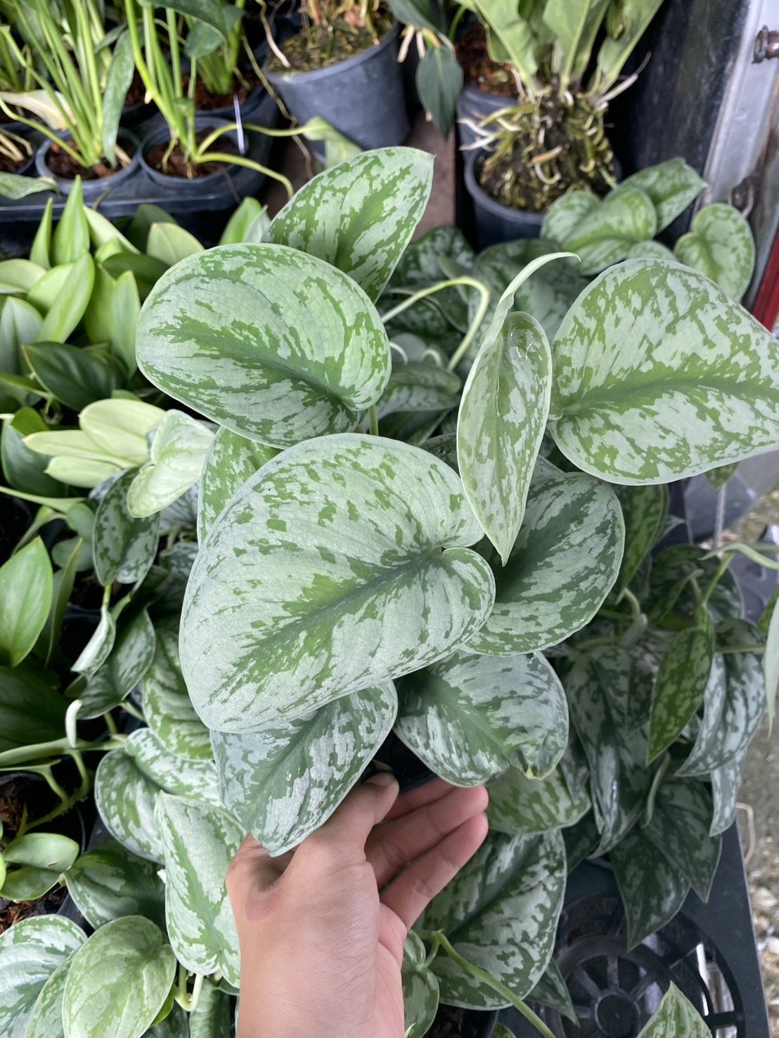 3 Exotica a.jpg
