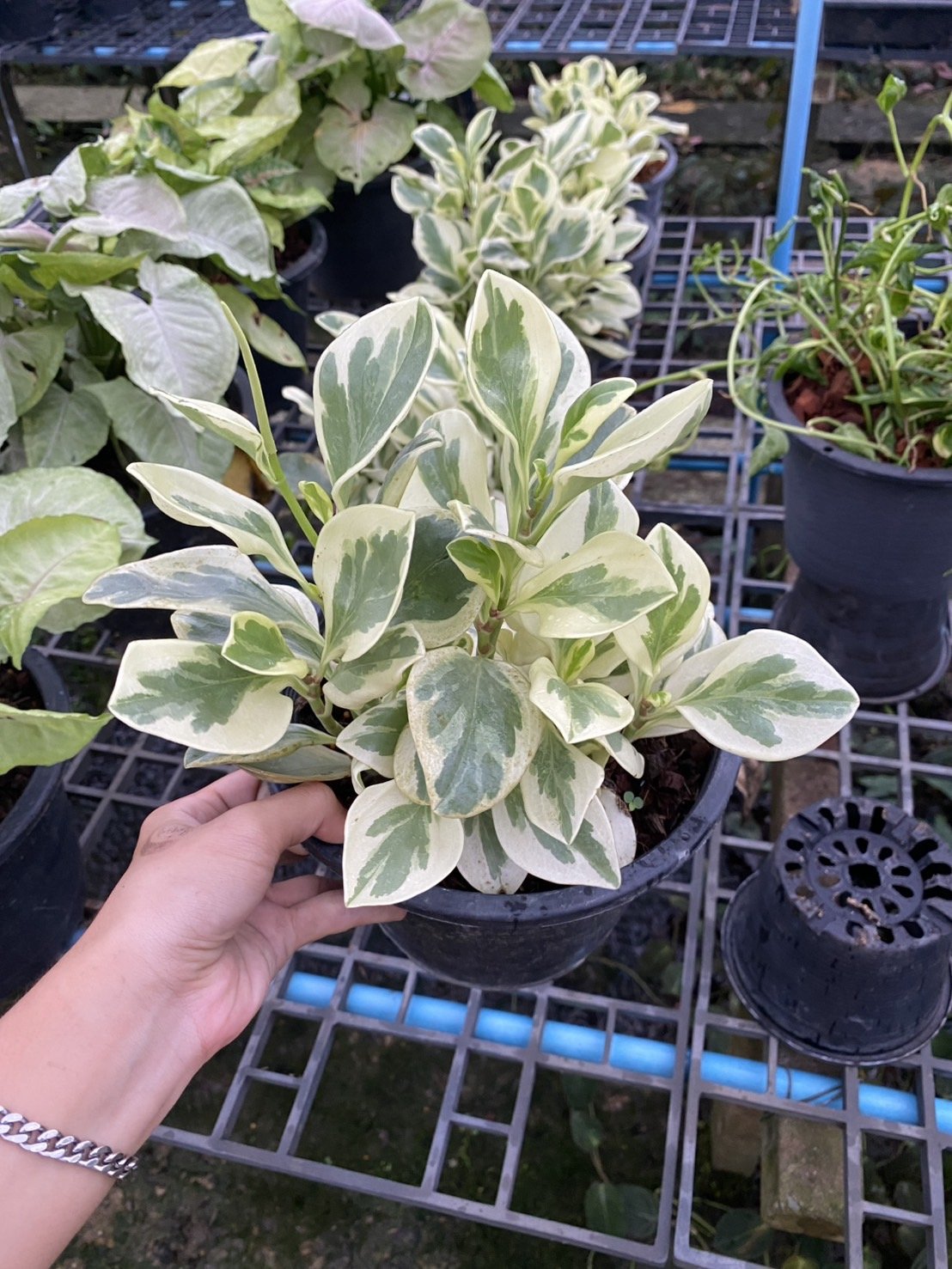 1 Albo Marginata g.jpg