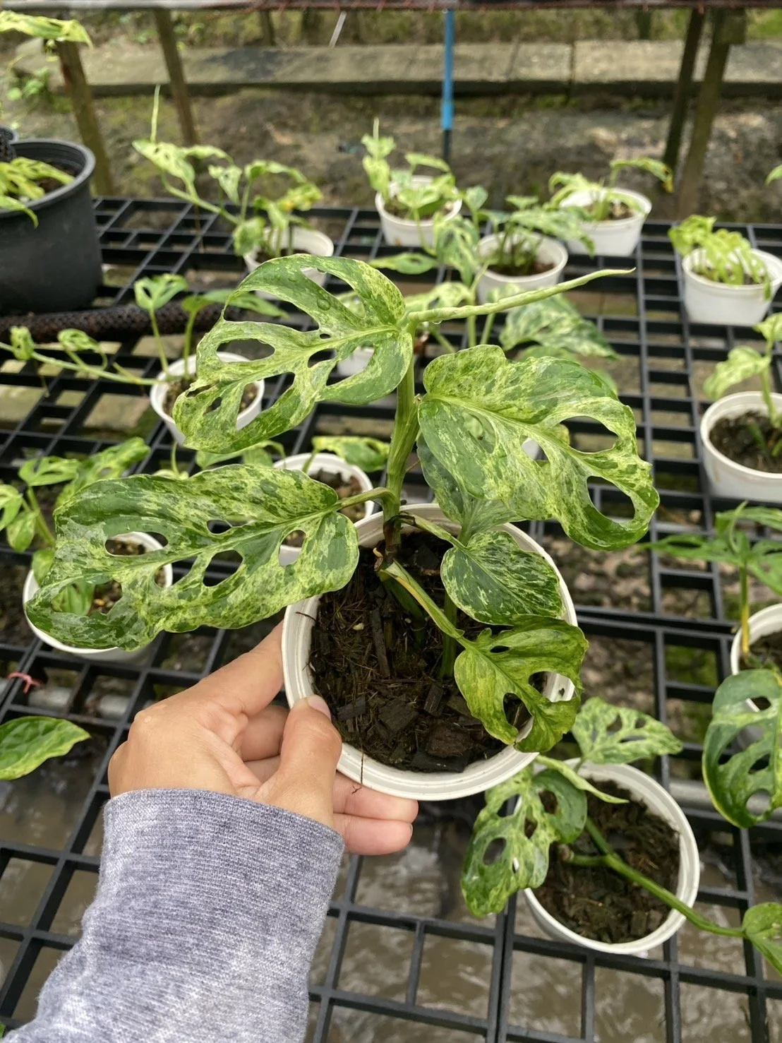 3 Mottled mint c.jpg