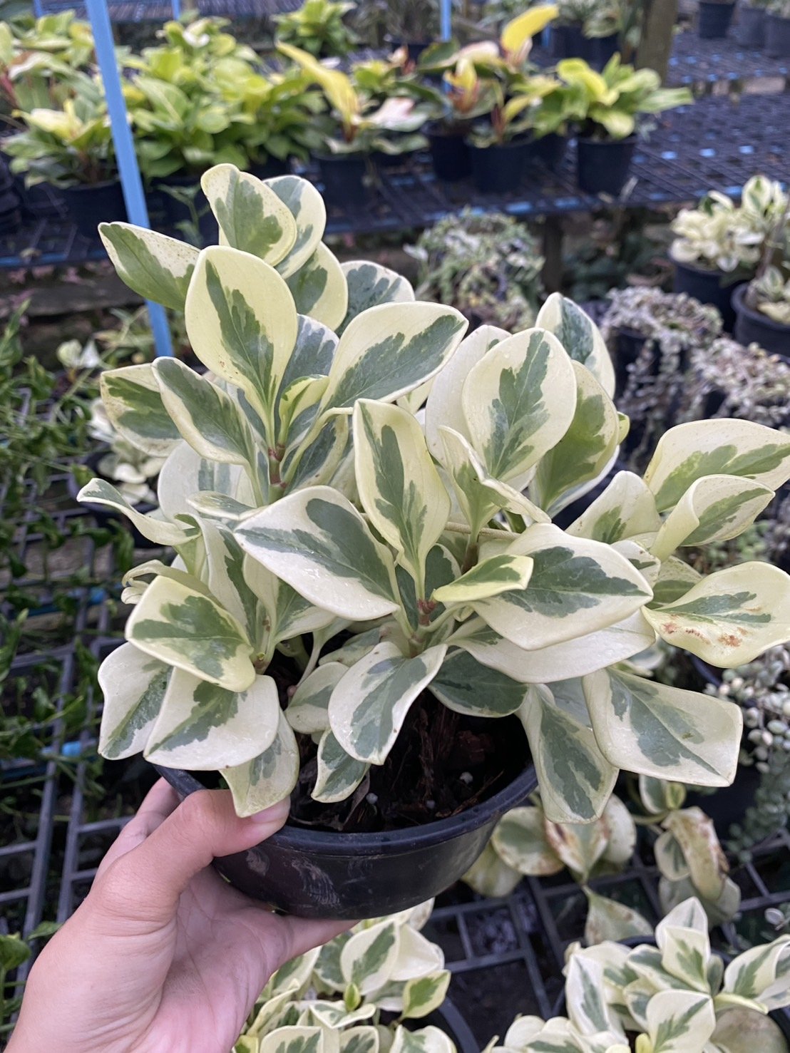 1 Albo Marginata e.jpg