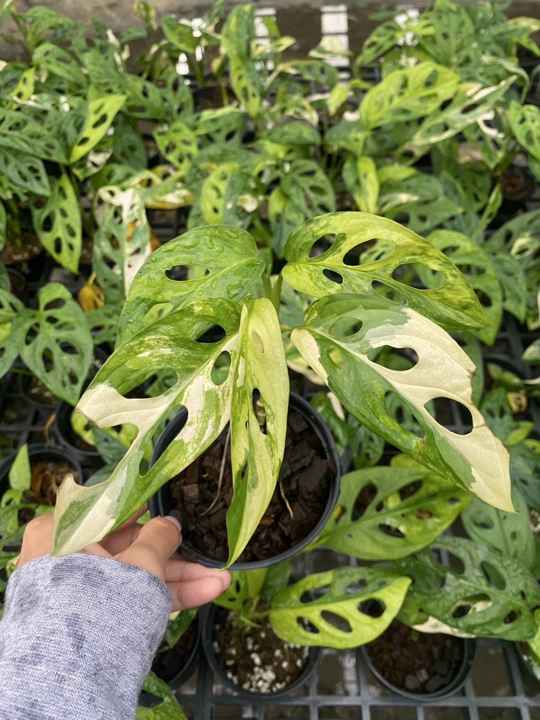 4 Adansonii aurea c.jpg
