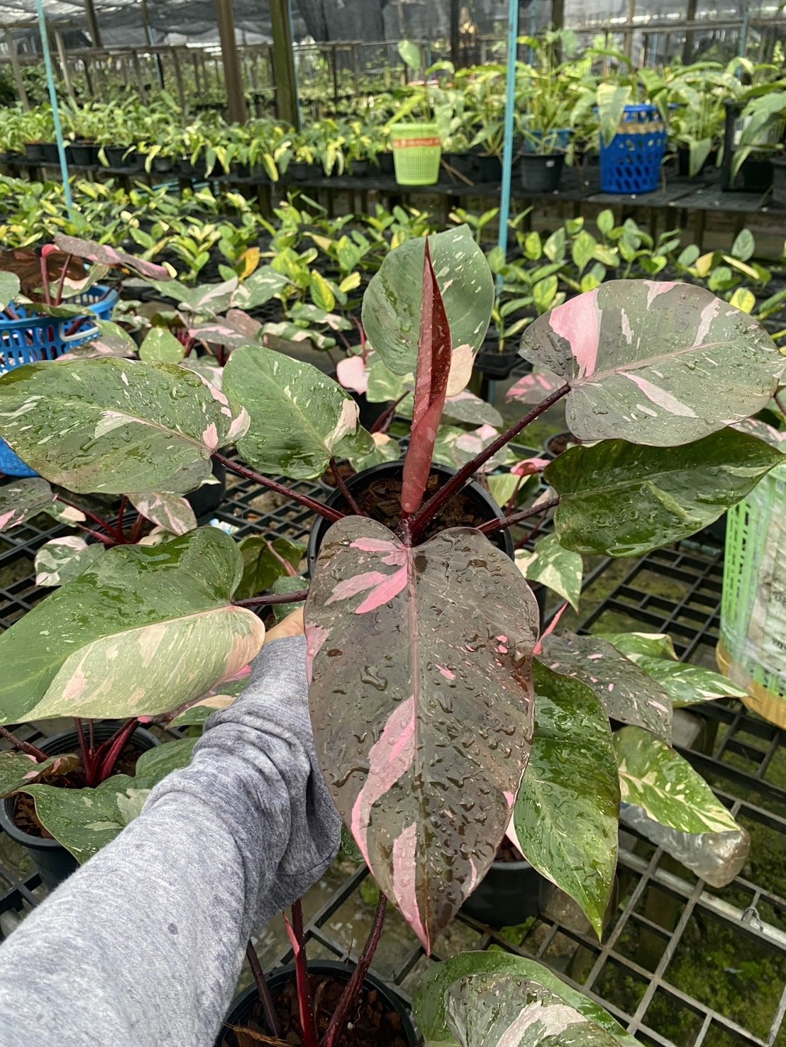 3 Pink a.jpg